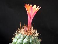 Thumbnail of 1586_Matucana oreodoxa_20150504(1).JPG